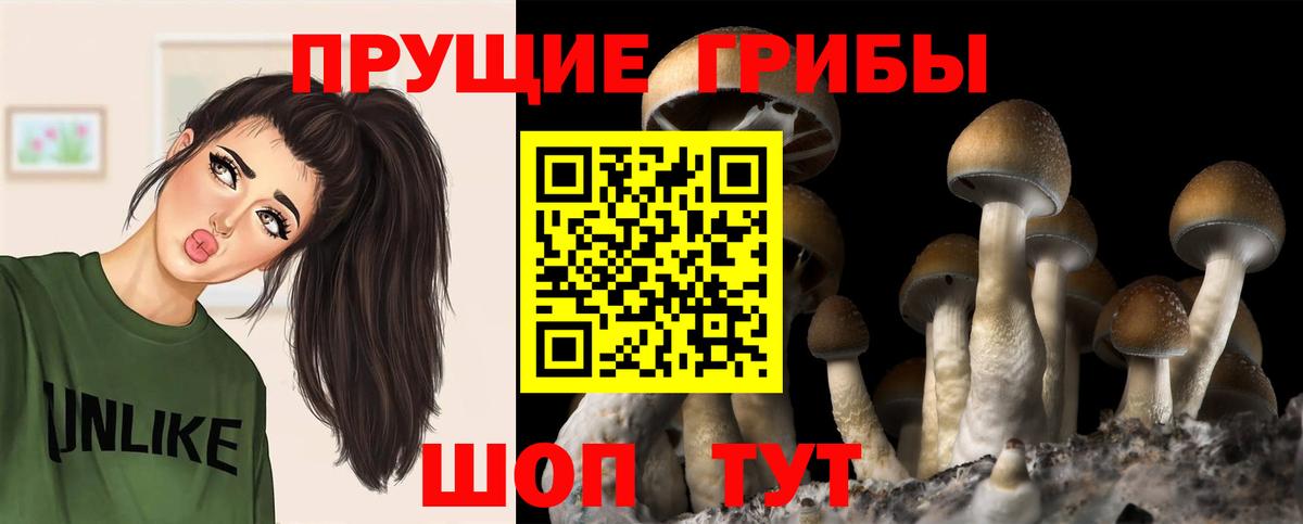 Псилоцибиновые грибы мицелий Новосибирск